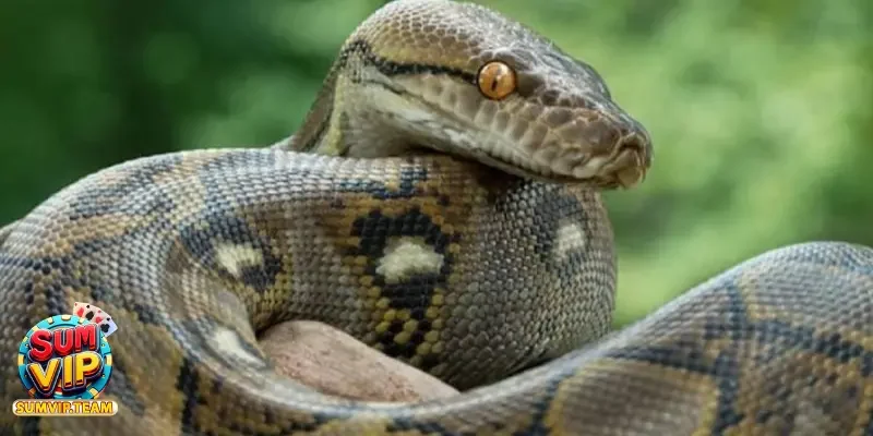 Giải mã ngay về giấc mơ thấy trăn có xấu không?